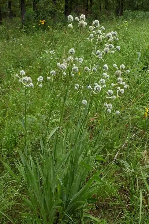 Eryngium yuccifolium - Rattlesnake Master planted in a wildflower meadow
