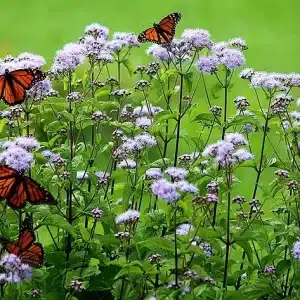 Eupatorium coelestinum Blue Mistflower - Home