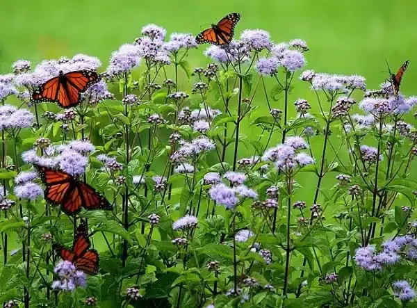 Eupatorium coelestinum Blue Mistflower - Eupatorium coelestinum - Blue Mistflower