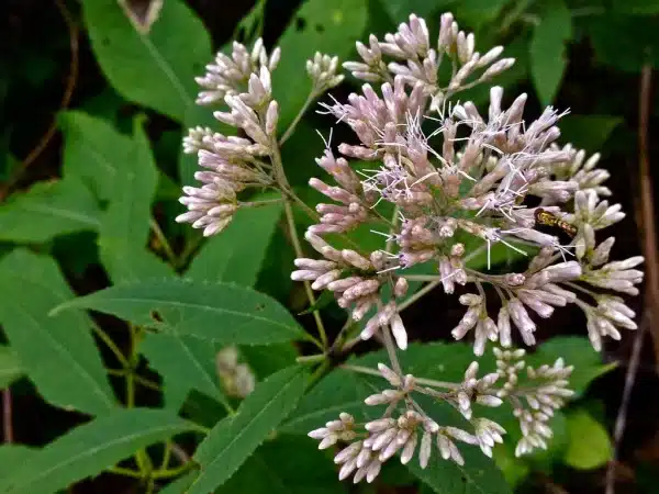 Eupatorium fistulosum Joe Pye weed 2 - Eupatorium fistulosum - Joe-Pye weed