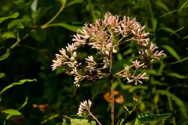 Eupatorium fistulosum Joe Pye weed 3 - Eupatorium fistulosum - Joe-Pye weed