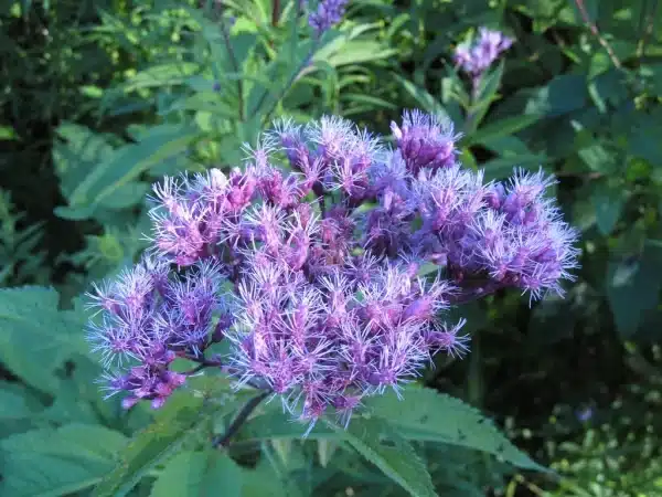 Eupatorium maculatum Spotted Joe Pye Weed 2 - Eupatorium maculatum - Spotted Joe Pye Weed