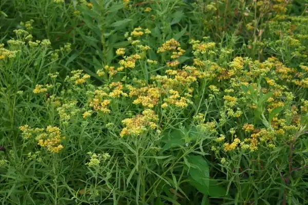 Euthamia graminifolia Grass leaved Goldenrod - Euthamia graminifolia - Grass-leaved Goldenrod