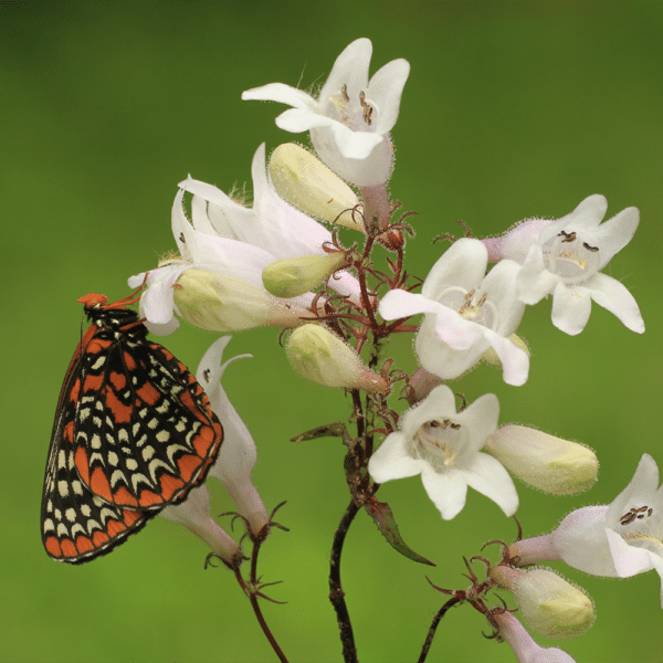 - Penstemon digitalis – Foxglove Beardtongue