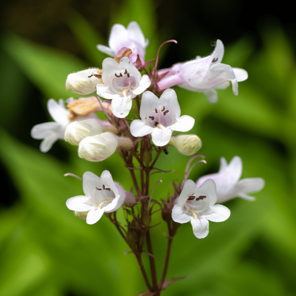 - Penstemon digitalis – Foxglove Beardtongue