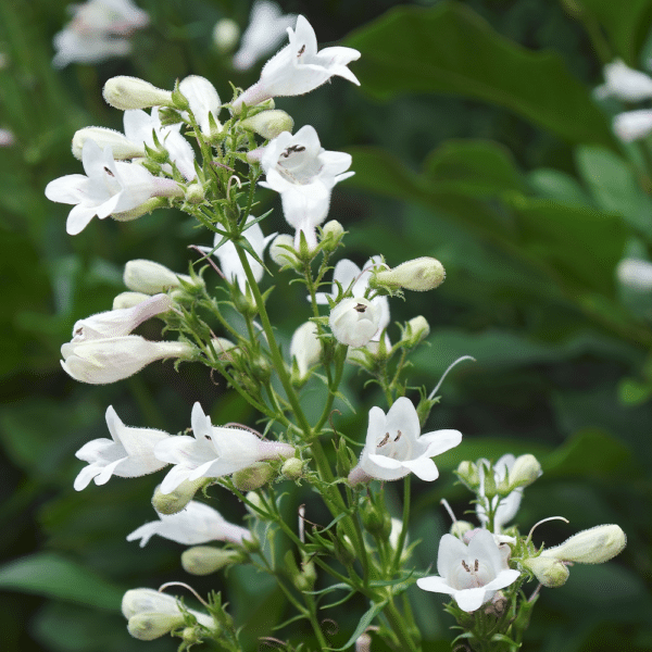 - Penstemon digitalis – Foxglove Beardtongue