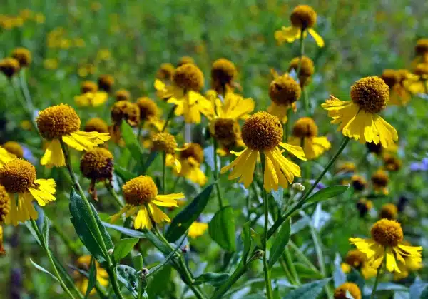 Helenium autumnale Common Sneezeweed - Helenium autumnale - Common / Autumn Sneezeweed