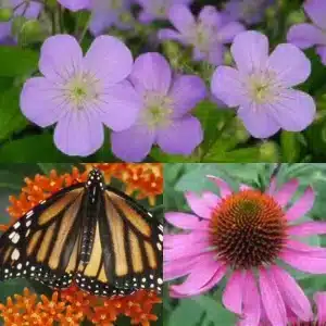 Honeybee Pollinator Garden Starter Pack 9 Pack - Home