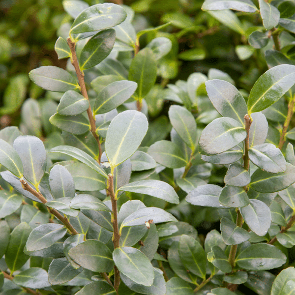 Ilex crenata Nigra Upright Japanese Holly - Ilex crenata 'Nigra' - Upright Japanese Holly