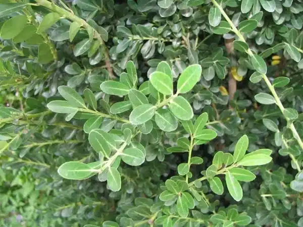 Ilex crenata Schwoebel Schwoebel Upright Japanese Holly - Ilex crenata 'Schwoebel' - Upright Japanese Holly