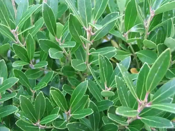 Ilex glabra Shamrock Shamrock Inkberry - Ilex glabra 'Shamrock' - Shamrock Inkberry