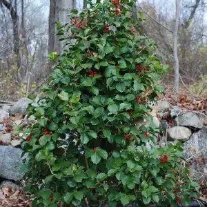 Ilex opaca - American Holly