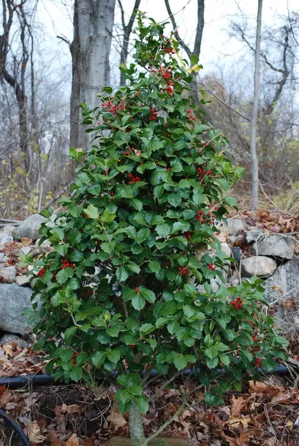 Ilex opaca - American Holly