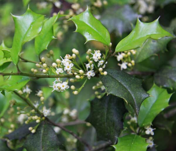 Ilex opaca - American Holly - Image 2