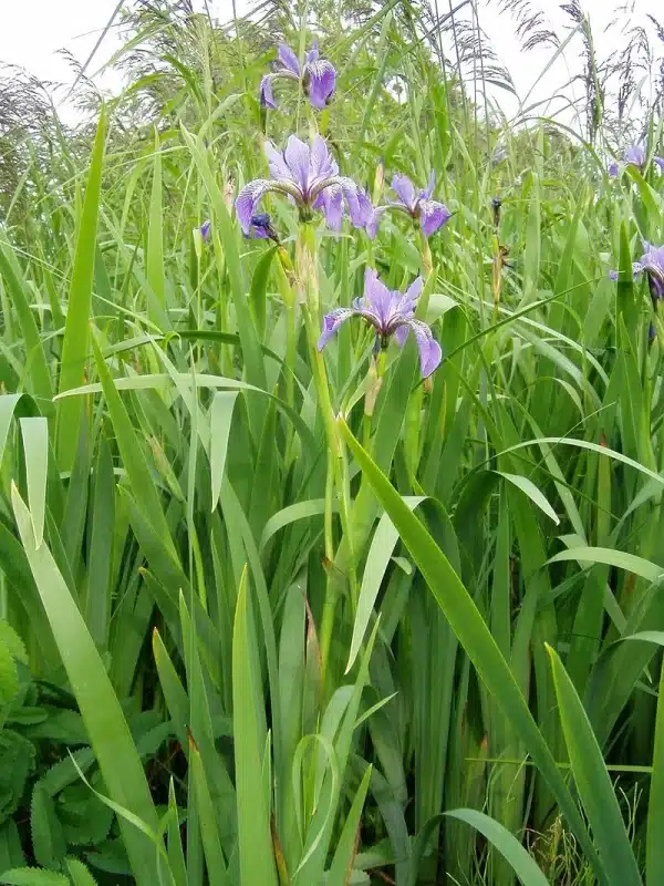 Iris veriscolor Blueflag Iris 2 - Iris veriscolor - Blueflag Iris