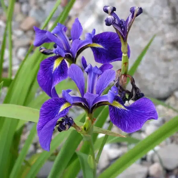 Iris veriscolor Blueflag Iris - Iris veriscolor - Blueflag Iris