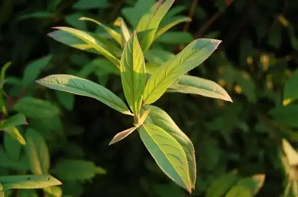Itea virginica 'Henry's Garnet' - Henry's Garnet Sweetspire - Image 2