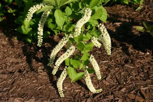 Itea virginica Henrys Garnet Henrys Garnet Sweetspire 3 - Itea virginica 'Henry's Garnet' - Henry's Garnet Sweetspire