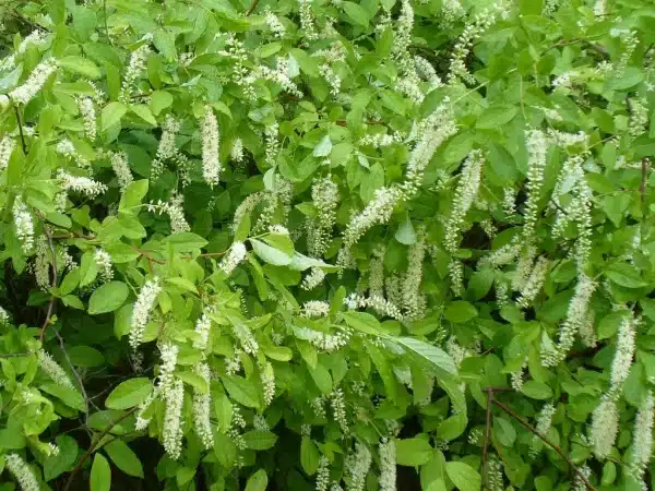 Itea virginica 'Henry's Garnet' - Henry's Garnet Sweetspire
