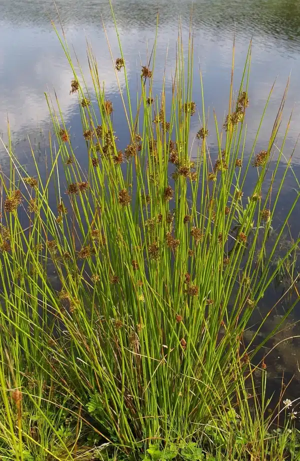 Juncus effusus Soft Rush 2 - Juncus effusus - Soft Rush