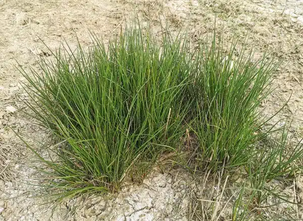 Juncus effusus Soft Rush 3 - Juncus effusus - Soft Rush