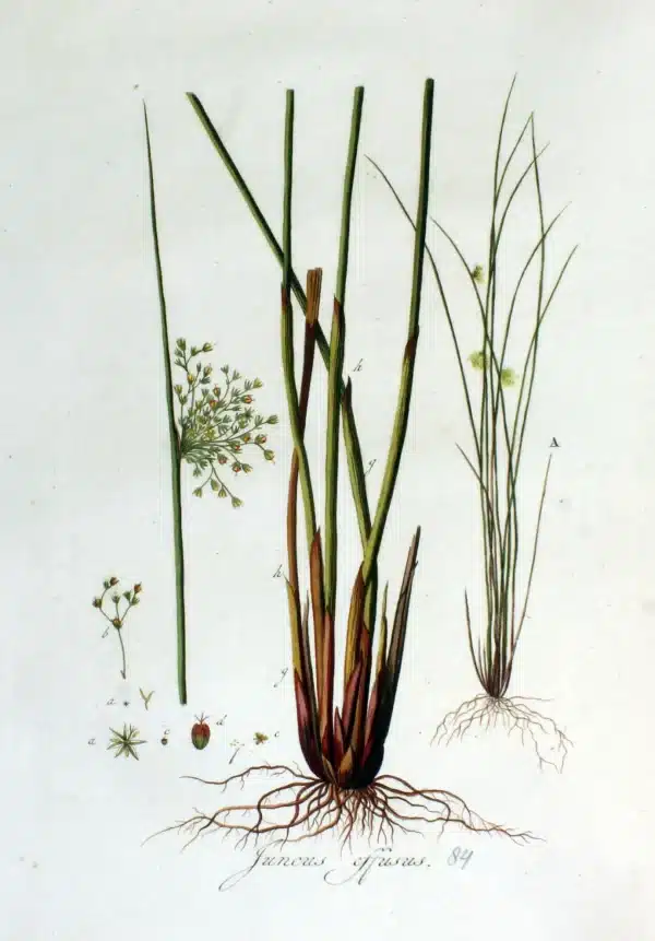 Juncus effusus Soft Rush 4 - Juncus effusus - Soft Rush