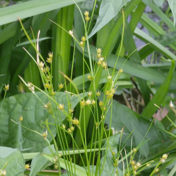 Juncus tenuis Path Rush - Juncus tenuis - Path Rush