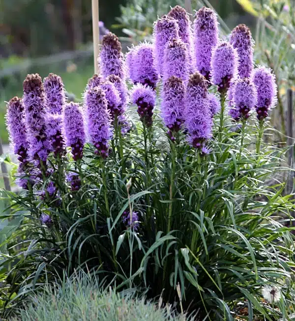 Liatris spicata Blazing Star 2 - Liatris spicata - Blazing Star