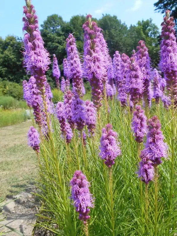 Liatris spicata Blazing Star 3 - Liatris spicata - Blazing Star