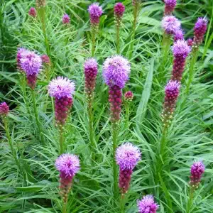 Liatris spicata - Blazing Star