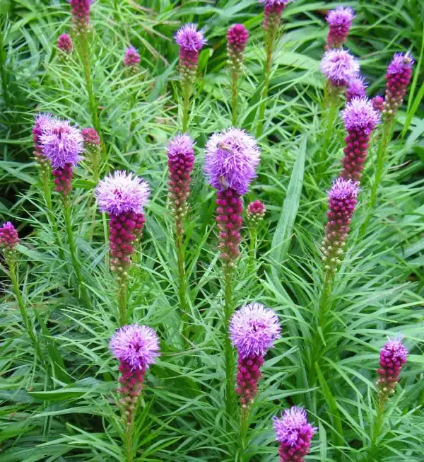 Liatris spicata - Blazing Star