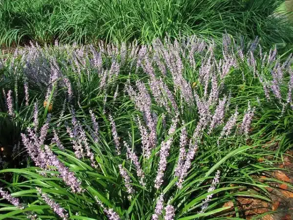 Liriope muscari 'Big Blue' - Big Blue Lilyturf