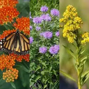 Monarch Butterfly Pollinator Garden Starter Pack 9 Pack - Home