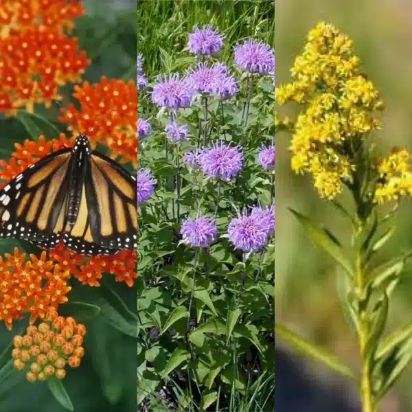 Monarch Butterfly Pollinator Garden Starter Pack 9 Pack - Monarch Butterfly Pollinator Garden Starter Pack (9 Pack)