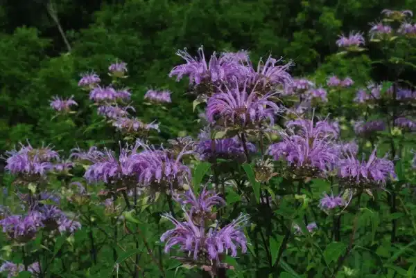 Monarda fistulosa Wild Bergamot 2 - Monarda fistulosa - Wild Bergamot