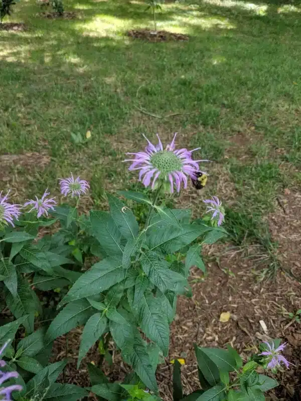 Monarda fistulosa Wild Bergamot 3 - Monarda fistulosa - Wild Bergamot