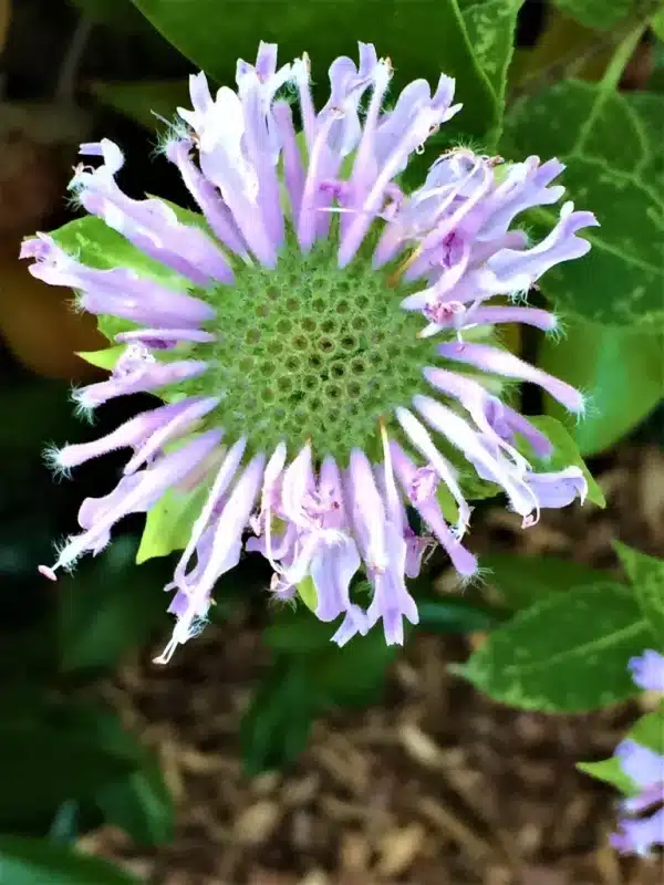 Monarda fistulosa Wild Bergamot 4 - Monarda fistulosa - Wild Bergamot