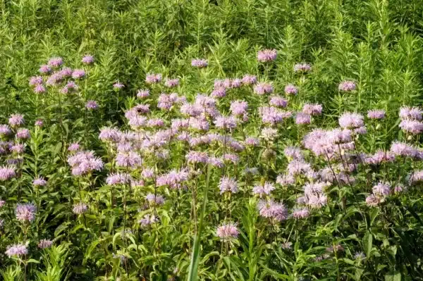 Monarda fistulosa Wild Bergamot 5 - Monarda fistulosa - Wild Bergamot