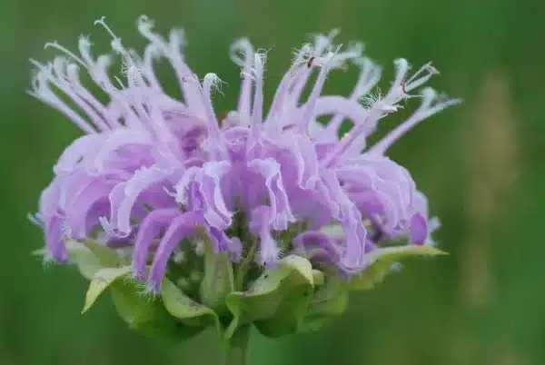 Monarda fistulosa Wild Bergamot 6 - Monarda fistulosa - Wild Bergamot