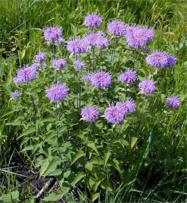 Monarda fistulosa Wild Bergamot - Monarda fistulosa - Wild Bergamot