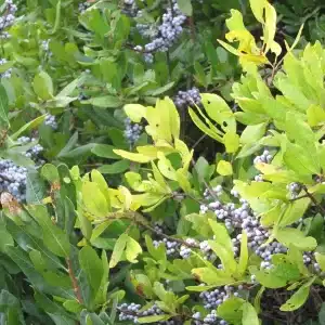 Myrica pensylvanica - Northern Bayberry