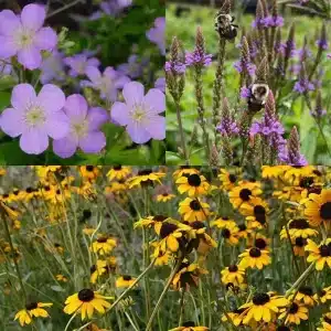 Native Bee Pollinator Garden Starter Pack 9 Pack - Home