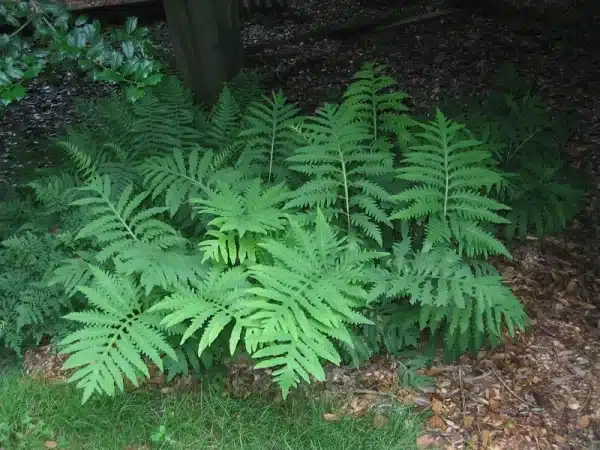 Onoclea senibilis Sensitive Fern - Onoclea senibilis - Sensitive Fern