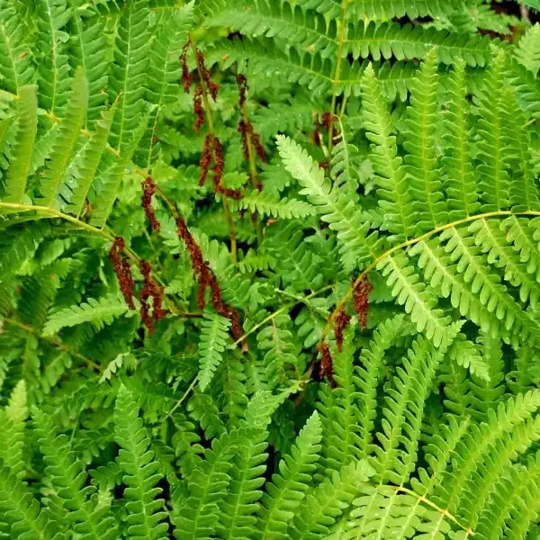 Osmunda claytoniana Interrupted Fern 2 - Osmunda claytoniana - Interrupted Fern