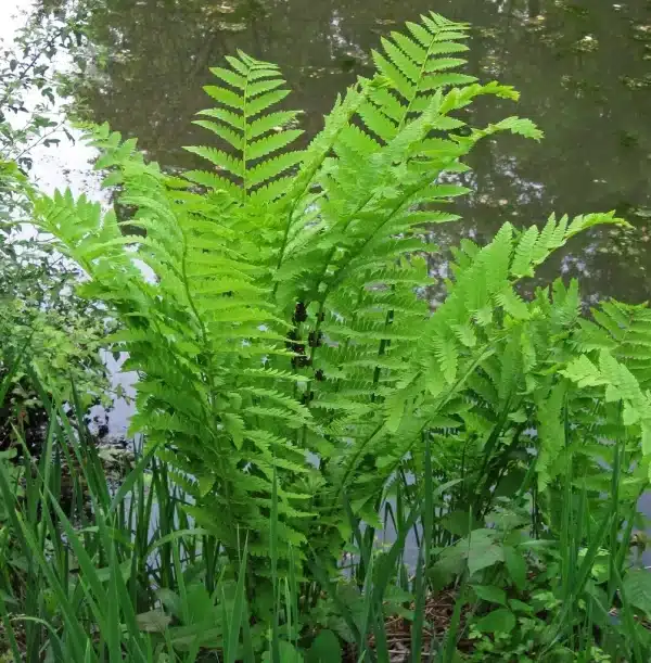 Osmunda claytoniana Interrupted Fern - Osmunda claytoniana - Interrupted Fern