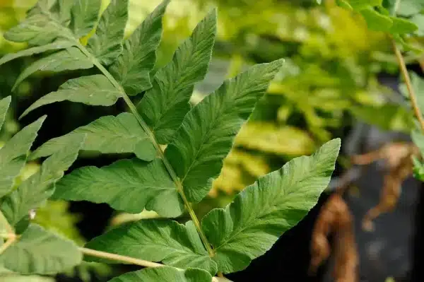 Osmunda regalis Royal Fern 2 - Osmunda regalis - Royal Fern