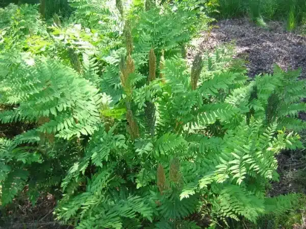 Osmunda regalis Royal Fern - Osmunda regalis - Royal Fern