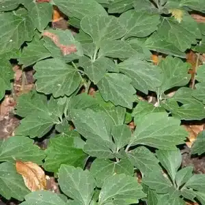 Close up of Pachysandra procumbens Allegheny Spurge