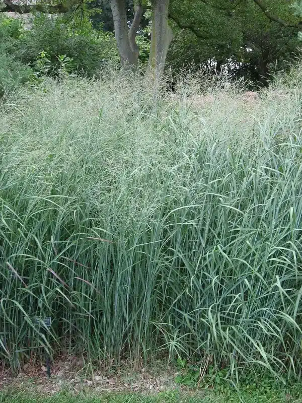 Panicum virgatum Switchgrass 2 - Panicum virgatum - Switchgrass