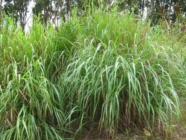 Panicum virgatum Switchgrass 3 - Panicum virgatum - Switchgrass